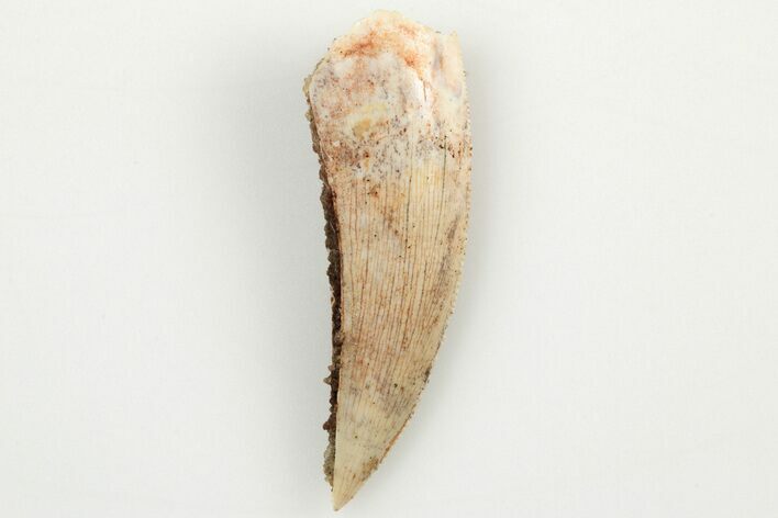 Bargain, Partial Raptor Tooth - Real Dinosaur Tooth #200302